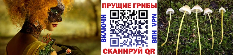 Псилоцибиновые грибы Cubensis  гидра как войти  Кудымкар 